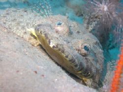 Crocodile fish taken just north of the Shrimp farm at Nab... by Nikki Van Veelen 